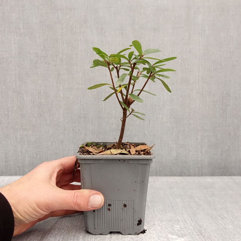 Spécimen de Daphne x transatlantica Bella Rose Pot de 1L/1,5L tel que livré en hiver