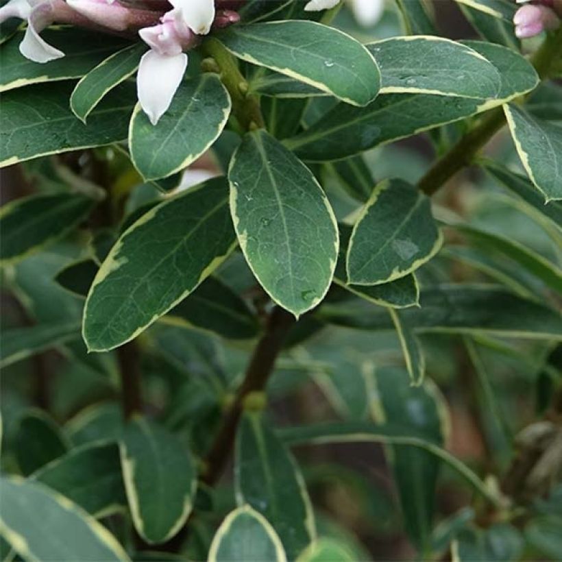 Daphne x transatlantica Summer Ice (Foliage)