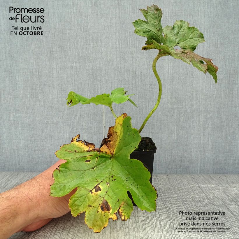 Spécimen de Darmera peltata Godet de 8/9 cm tel que livré en automne