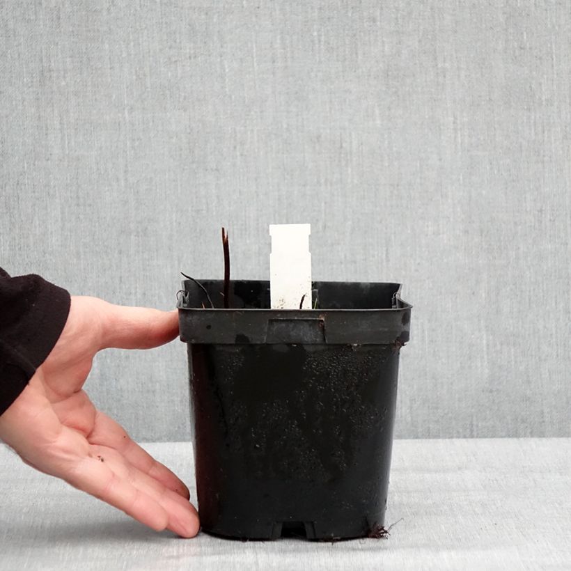 Spécimen de Darmera peltata Pot de 2L/3L tel que livré en hiver