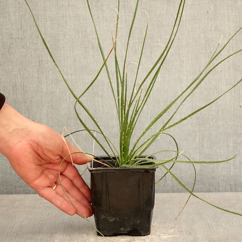 Spécimen de Dasylirion wheeleri  Pot de 12 cm / 13 cm tel que livré au printemps