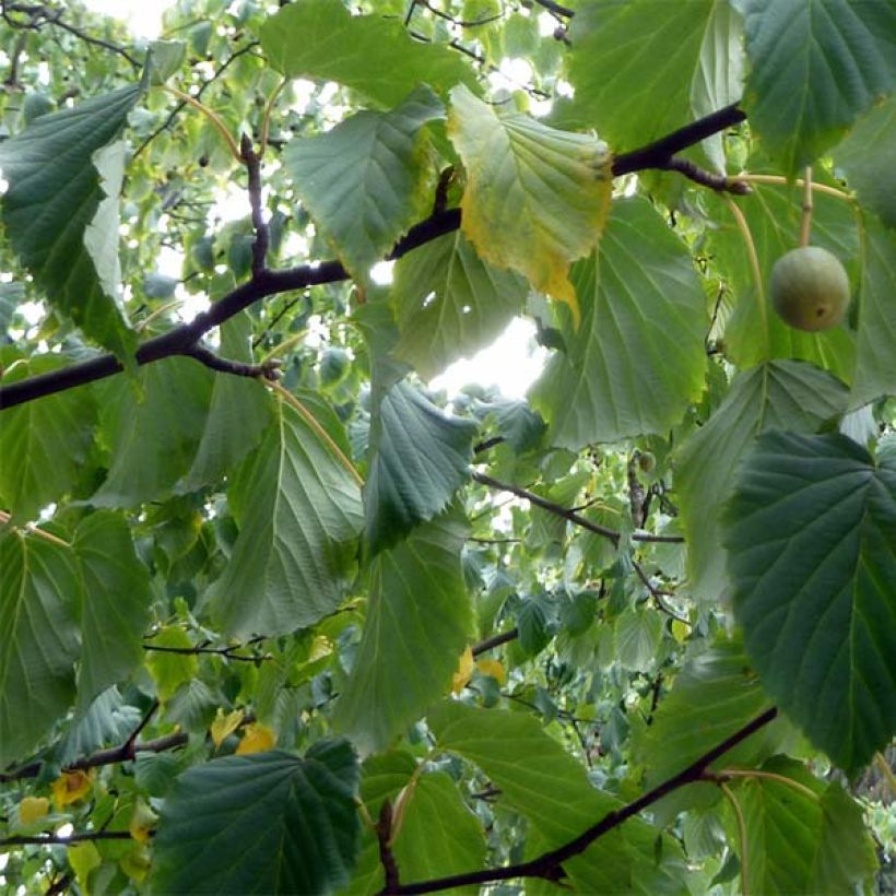 Arbre aux mouchoirs - Davidia involucrata var. vilmoriniana (Foliage)