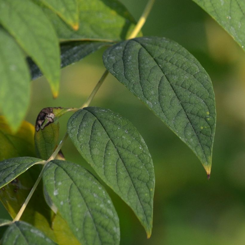 Decaisnea fargesii (Feuillage)