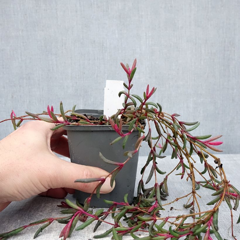 Example of Delosperma Desert Dancers Purple Godet de 8/9 cm as you get in hiver