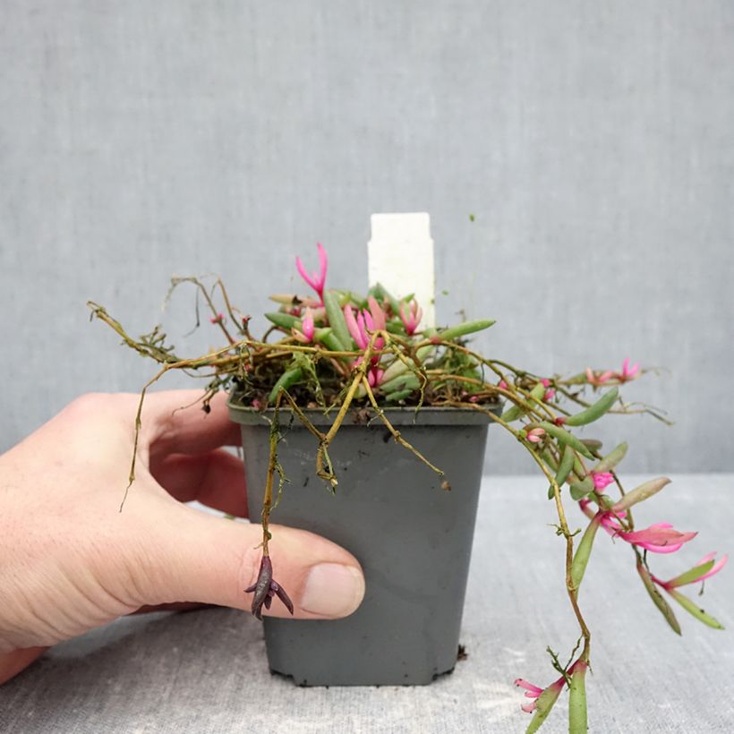 Example of Delosperma Desert Dancers Red Godet de 8/9 cm as you get in hiver