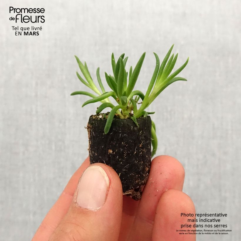Spécimen de Delosperma Royal Ranger Neon Mini-motte Ø 3/4 cm tel que livré au printemps