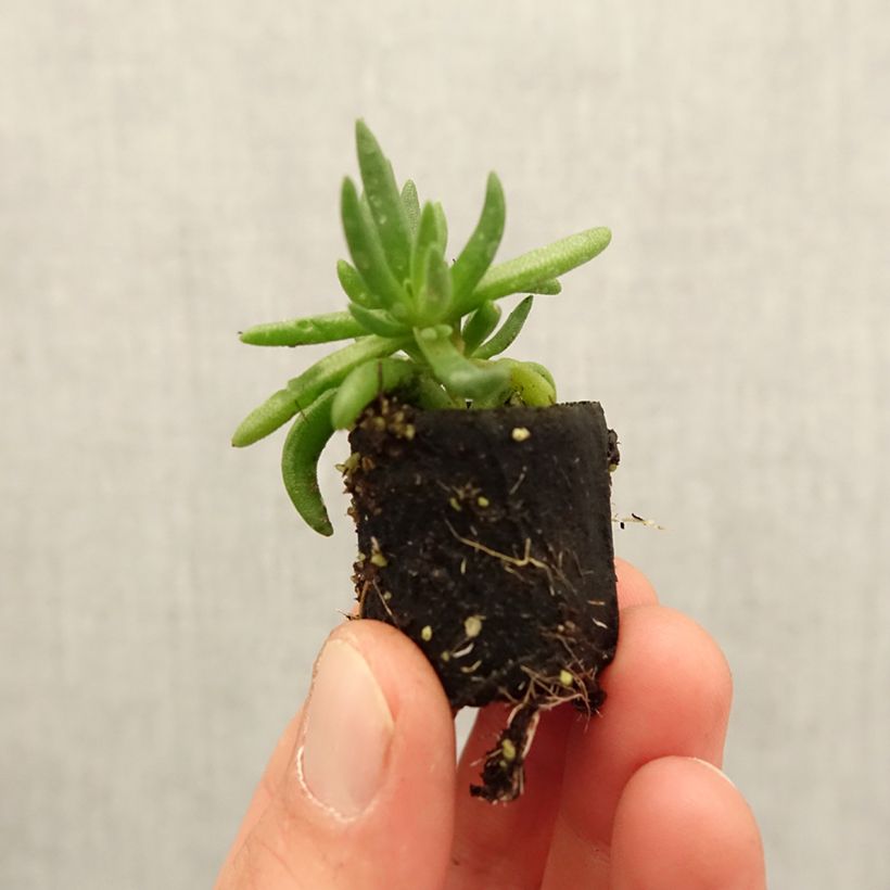 Spécimen de Delosperma Royal Ranger Yellow Mini-motte Ø 3/4 cm tel que livré au printemps