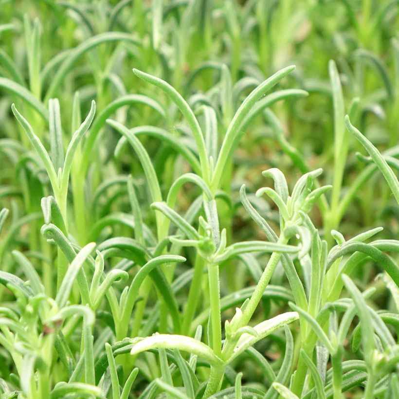 Delosperma Wheels of Wonder Violet (Feuillage)
