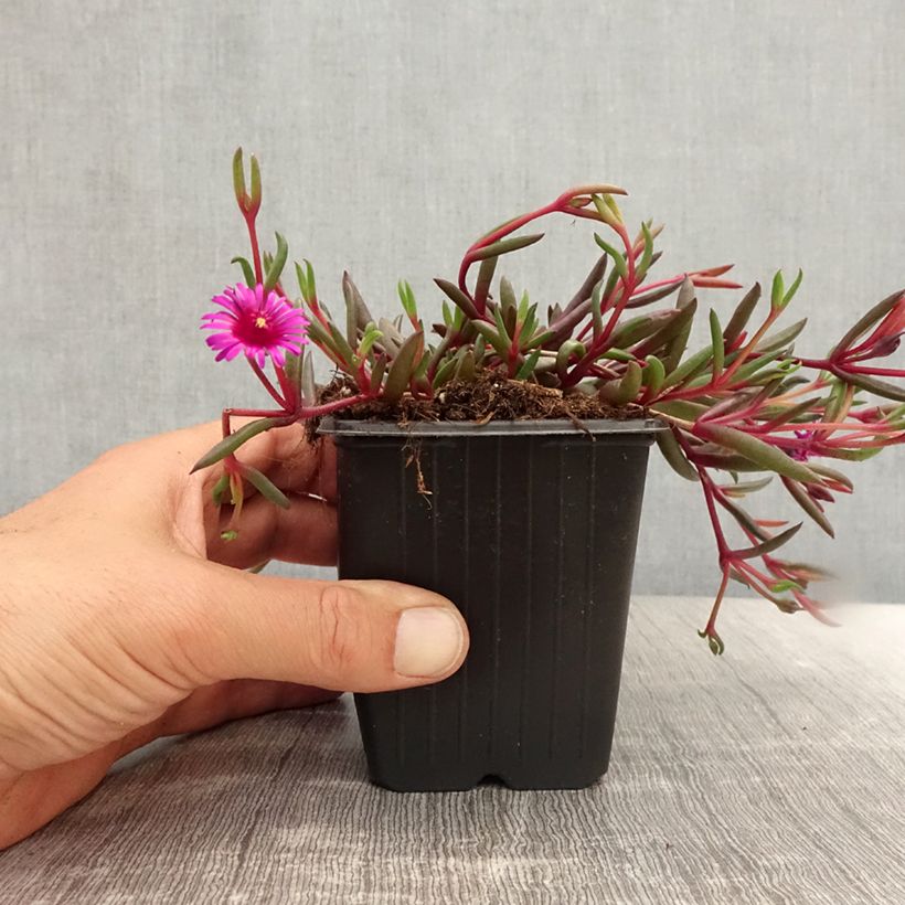 Spécimen de Delosperma Desert Dancers Purple Godet de 8/9 cm tel que livré en été