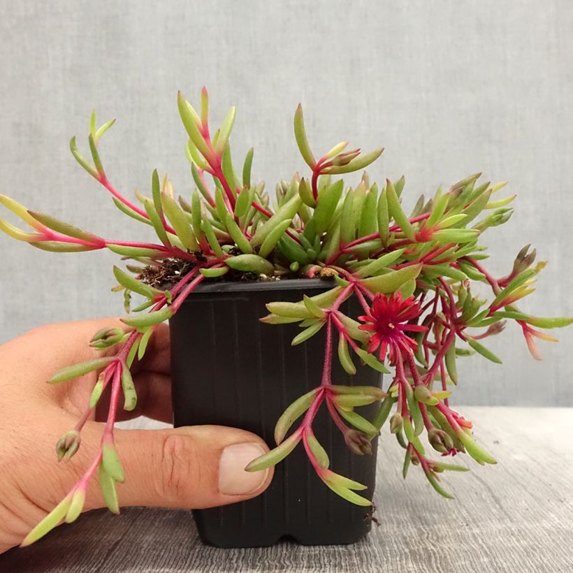 Spécimen de Delosperma Desert Dancers Red Godet de 8/9 cm tel que livré en été