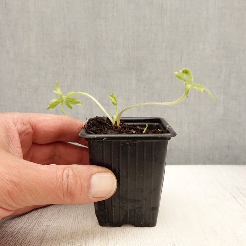 Spécimen de Delphinium belladonna Casablanca - Pied d'Alouette vivace Godet de 7/8 cm tel que livré au printemps