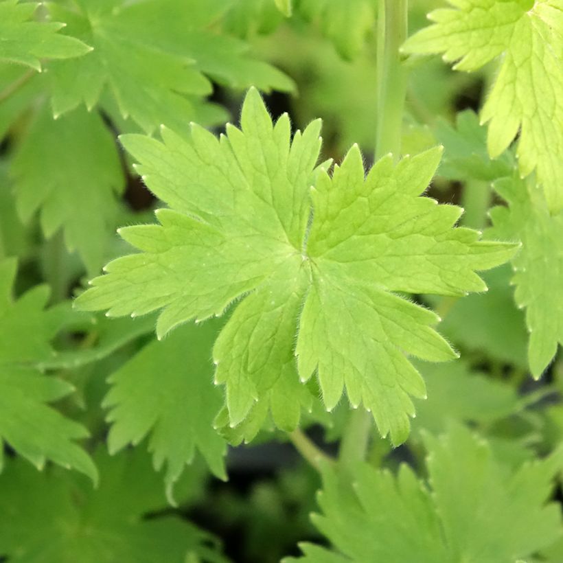Delphinium Dark Blue-White Bee - Pied d'Alouette vivace (Feuillage)