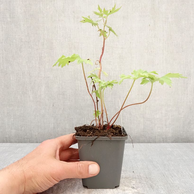 Spécimen de Delphinium Deep Rose-White Bee - Delphinium vivace Godet de 8/9 cm tel que livré au printemps