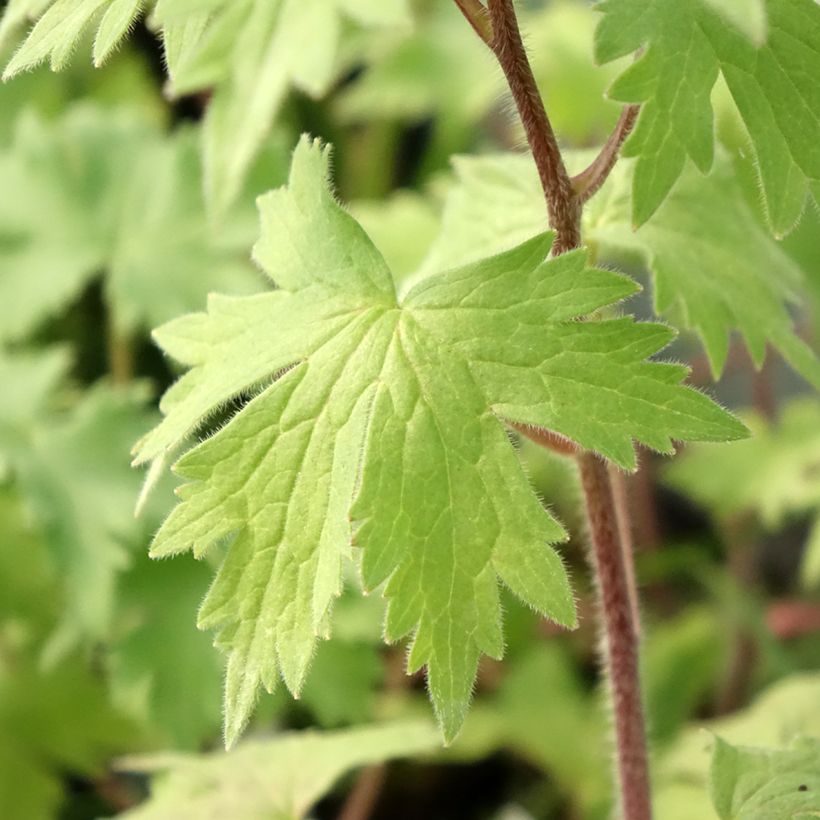 Delphinium Deep Rose-White Bee - Delphinium vivace (Feuillage)