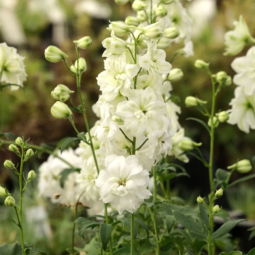 Delphinium elatum Double Innocence - Pied d'alouette vivace (Port)