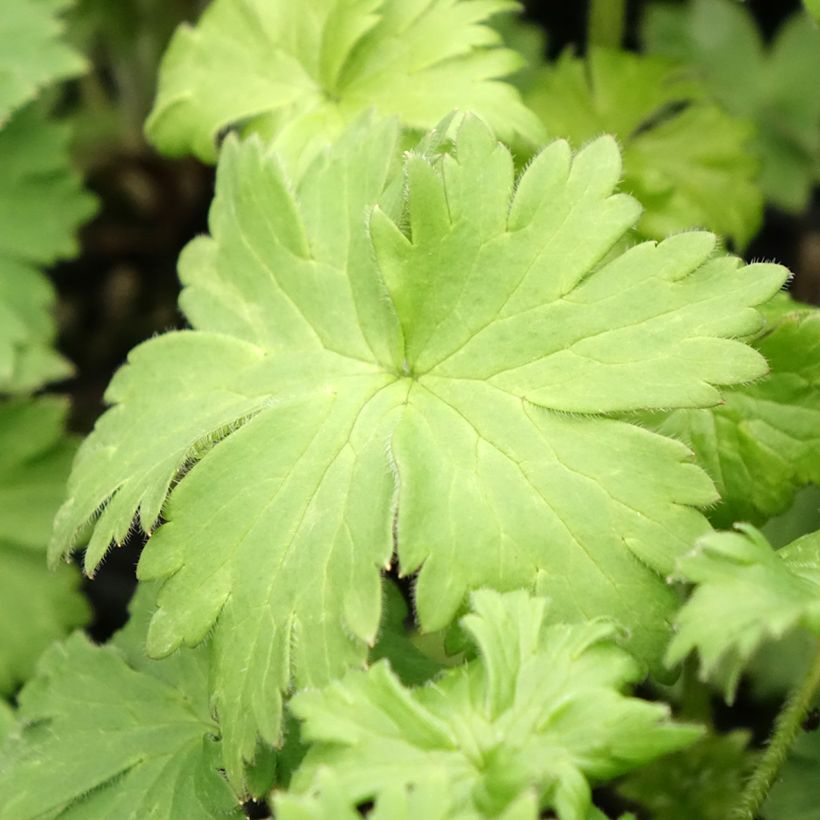 Delphinium Highlander Bolero - Pied d'alouette vivace (Foliage)