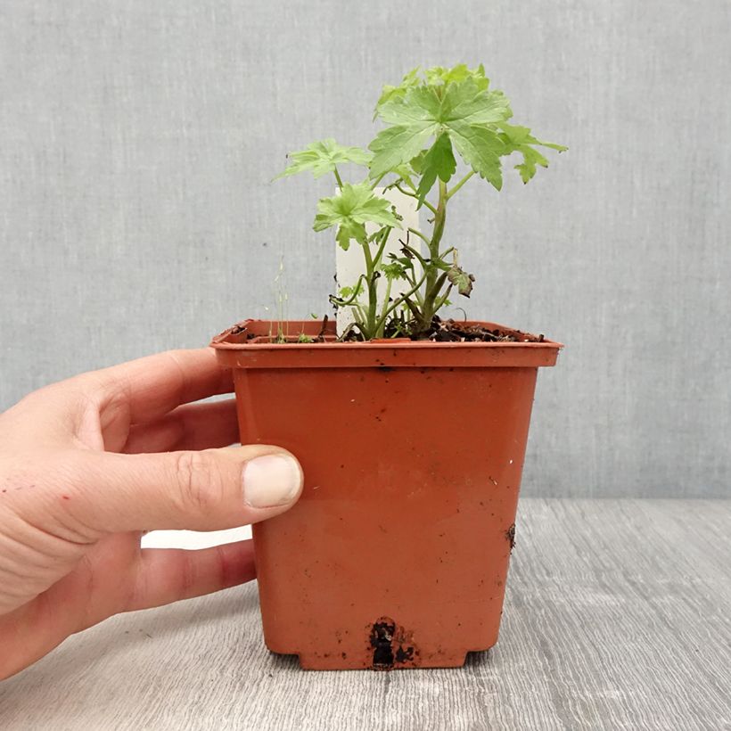 Spécimen de Delphinium Highlander Cha Cha - Pied d'alouette vivace Pot de 1L/1,5L tel que livré au printemps