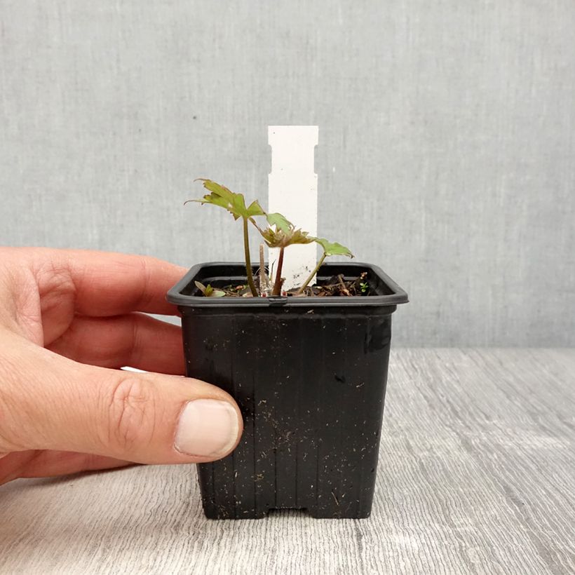 Spécimen de Delphinium Highlander Flamenco - Pied d'Alouette vivace  Godet de 8/9 cm tel que livré au printemps