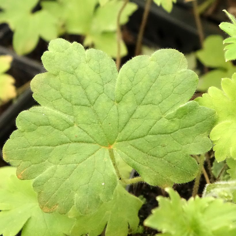 Delphinium Sky Blue-White Bee - Pied d'Alouette vivace (Feuillage)