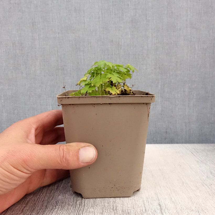 Example of Delphinium x cultorum Finsteraarhorn - Pied d'Alouette vivace Godet de 8/9 cm as you get in printemps