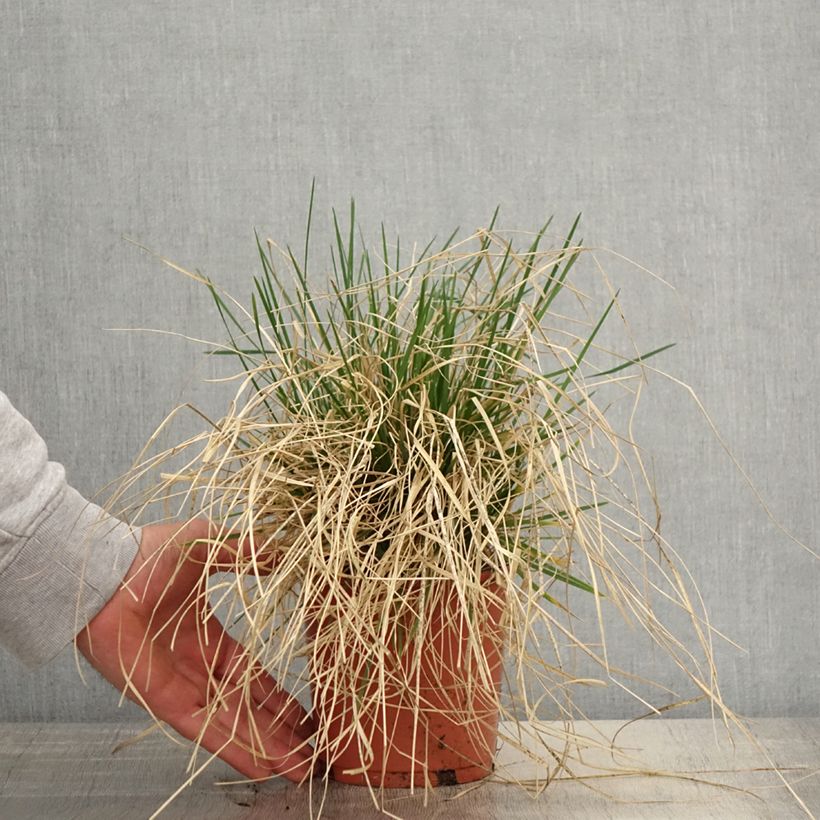 Spécimen de Deschampsia cespitosa Bronzeschleier - Canche cespiteuse Pot de 2L/3L tel que livré au printemps