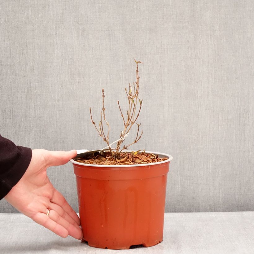 Spécimen de Deutzia gracilis Variegata Pot de 3L/4L tel que livré en hiver