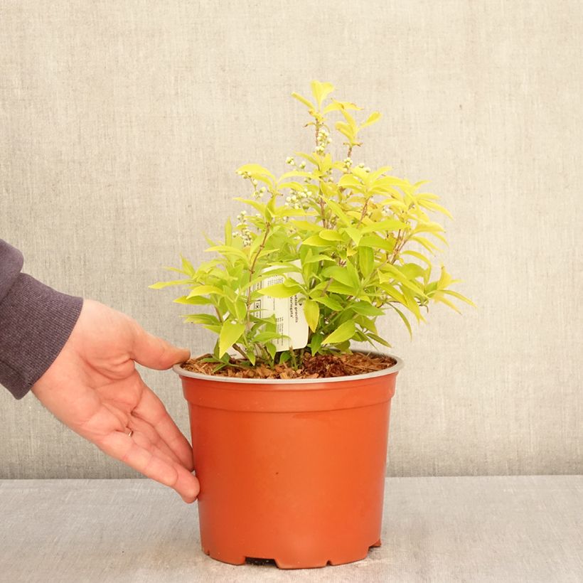Spécimen de Deutzia gracilis Variegata Pot de 3L/4L tel que livré au printemps