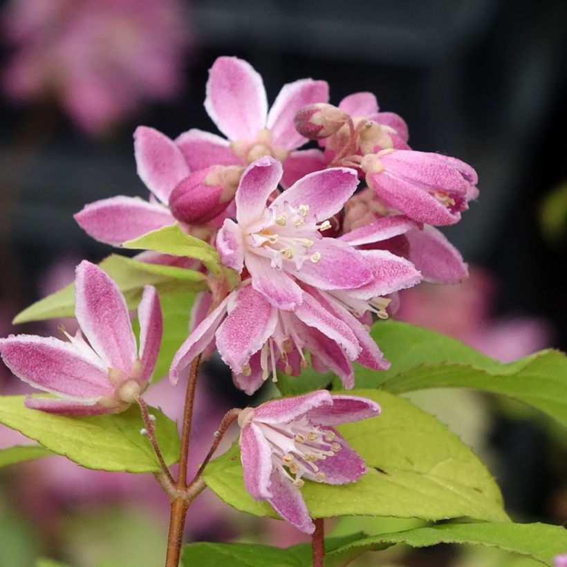 Deutzia hybrida Strawberry Fields - Deutzie (Floraison)
