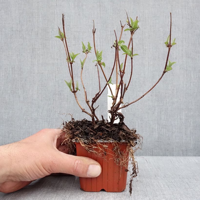 Spécimen de Deutzia hybrida Strawberry Fields - Deutzie Godet de 8/9 cm tel que livré au printemps