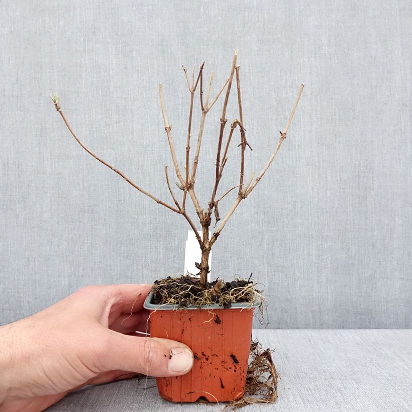 Example of Deutzia hybride Mont Rose - Deutzie Godet de 8/9 cm as you get in printemps