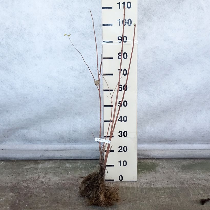 Spécimen de Deutzia magnifica - Deutzie Racines nues tel que livré en hiver