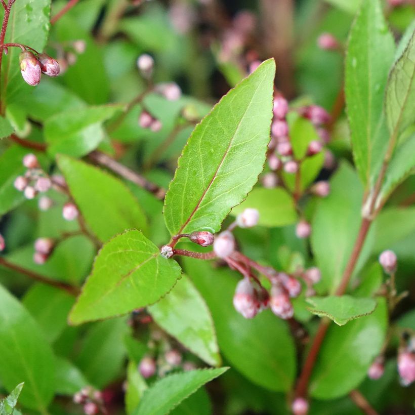 Deutzia Million Stars Pink Carpet (Feuillage)