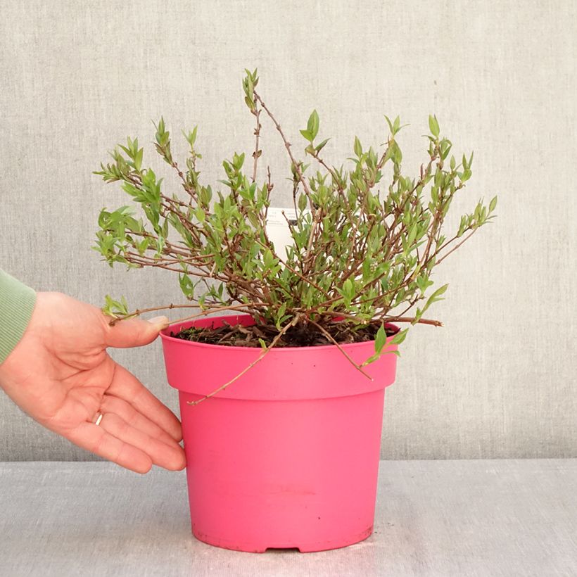Spécimen de Deutzia Million Stars Pink Carpet Pot de 3L/4L tel que livré en hiver