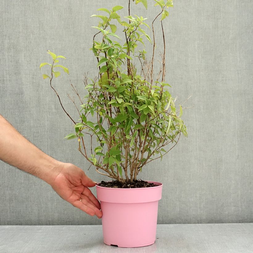 Spécimen de Deutzia Million Stars Pink Cloud Pot de 3L/4L tel que livré en été