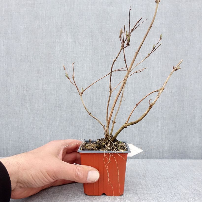 Example of Deutzia purpurascens Kalmiiflora - Deutzie Godet de 8/9 cm as you get in printemps