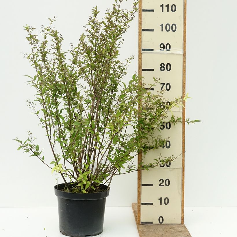 Spécimen de Deutzia purpurascens Kalmiiflora - Deutzie Pot de 7,5L/10L tel que livré en été