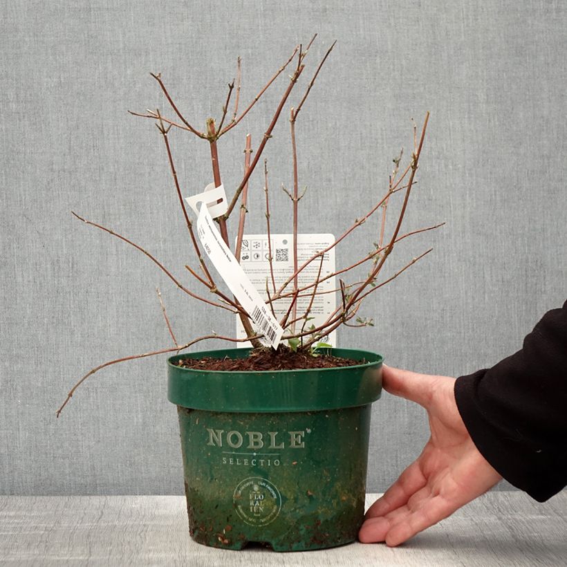 Spécimen de Deutzia setchuenensis Corymbiflora Pot de 2L/3L tel que livré au printemps