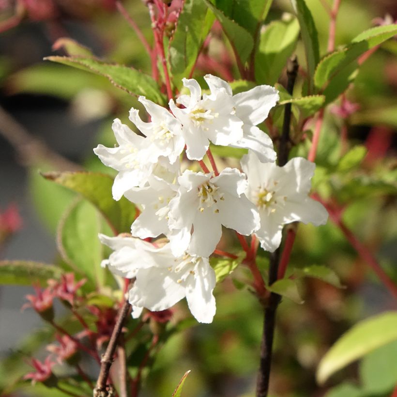 Deutzia x lemoinei - Deutzie (Floraison)