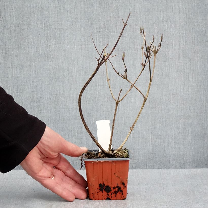 Spécimen de Deutzia x lemoinei - Deutzie Godet de 8/9 cm tel que livré au printemps