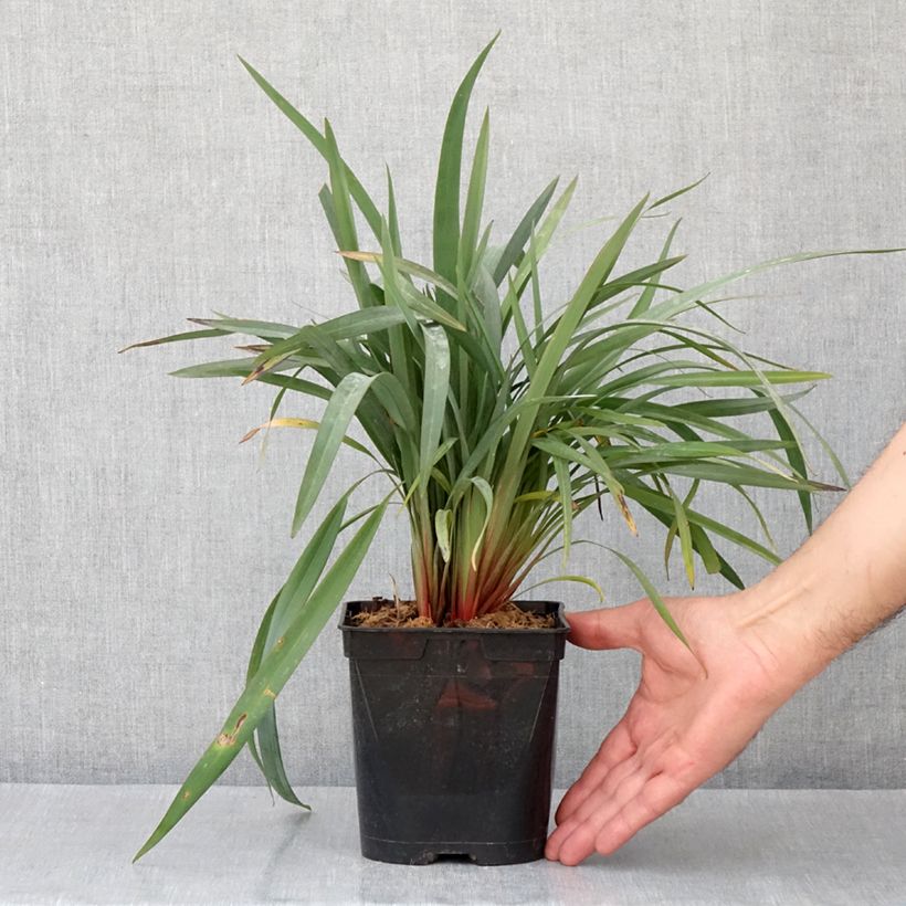 Spécimen de Dianella revoluta Blue Stream Pot de 3L/4L tel que livré au printemps