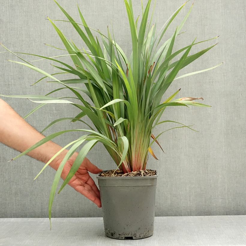 Spécimen de Dianella revoluta Clarity Blue Pot de 4L/5L tel que livré au printemps