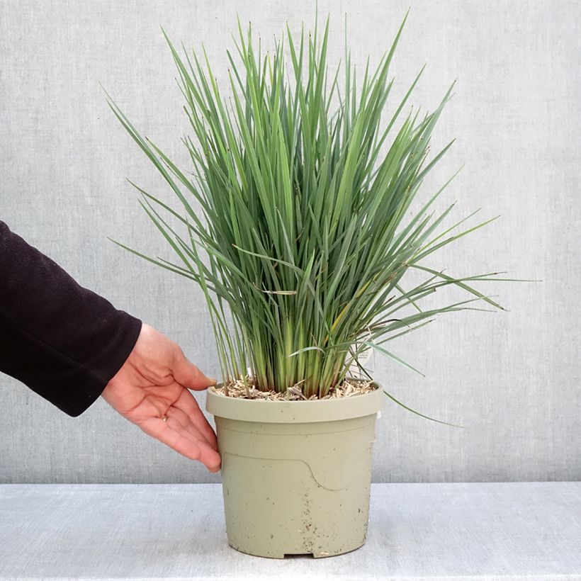 Spécimen de Dianella revoluta Coolvista Pot de 3L/4L tel que livré au printemps