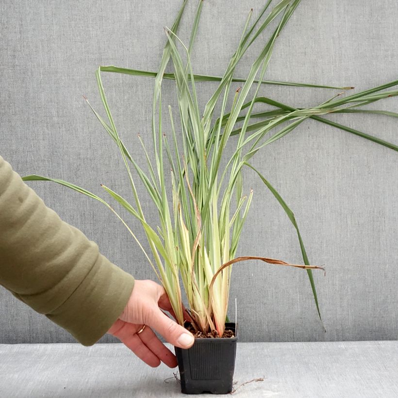 Spécimen de Dianella tasmanica Silver Fox - Herbe aux turquoises Godet de 8/9 cm tel que livré en hiver