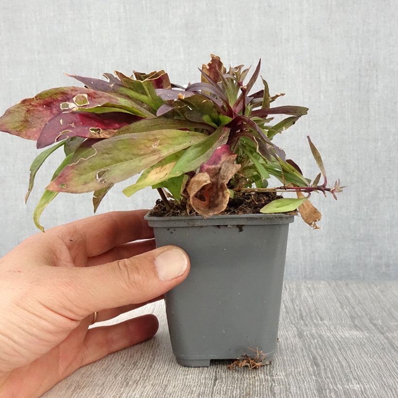 Spécimen de Dianthus barbatus Oeschberg, Oeillet barbu Godet de 8/9 cm tel que livré au printemps