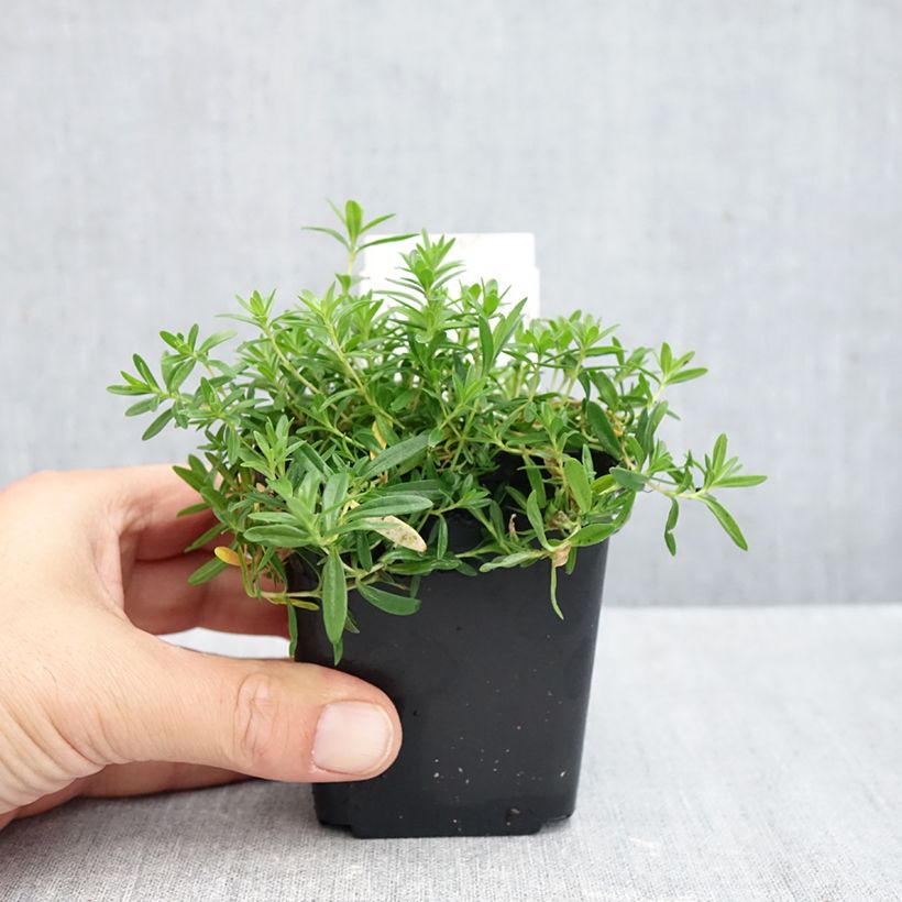 Spécimen de Dianthus deltoides Arctic Fire - Oeillet à delta Godet de 8/9 cm tel que livré en automne