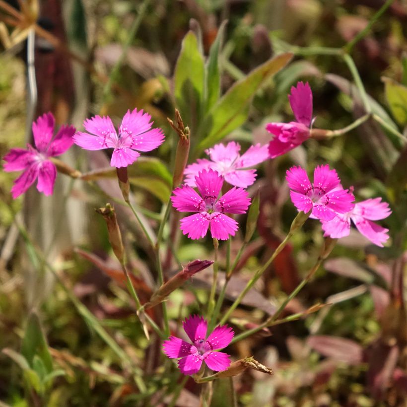 Dianthus deltoides - Oeillet à delta (Floraison)