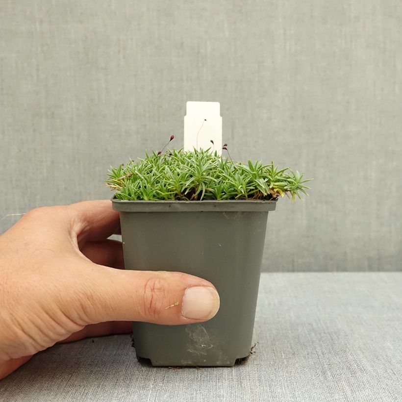 Spécimen de Dianthus La Bourboule Alba - Oeillet Godet de 8/9 cm tel que livré en été