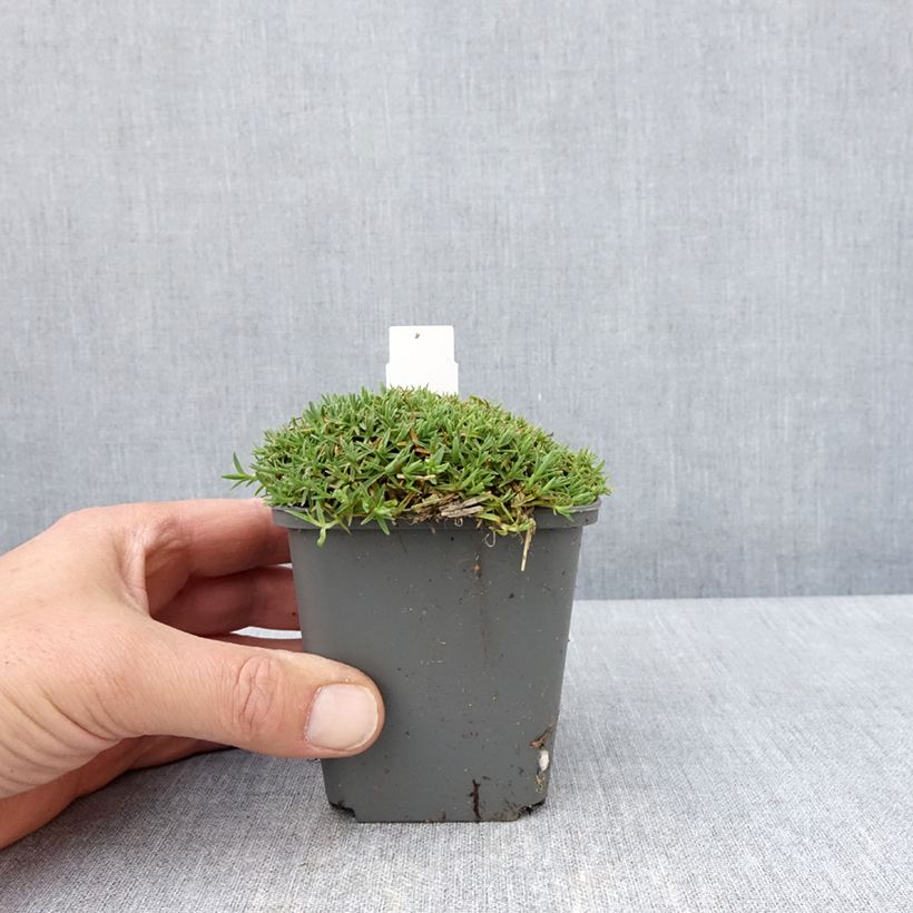 Example of Dianthus La Bourboule Alba - Oeillet Godet de 8/9 cm as you get in printemps