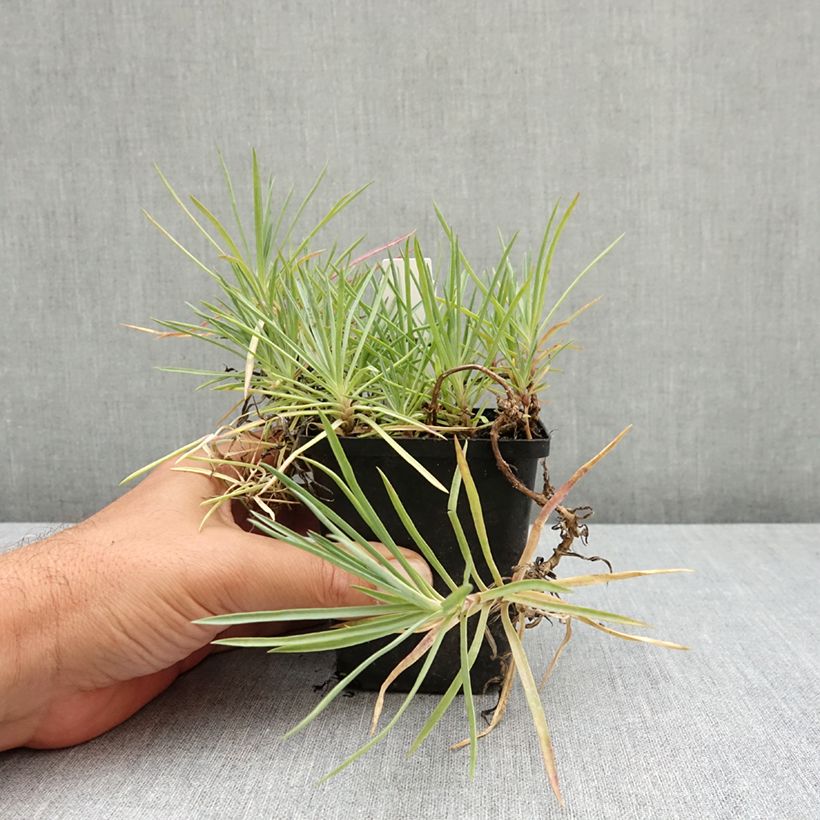 Spécimen de Dianthus plumarius Flore Pleno Albus - Oeillet migardise blanc double Godet de 8/9 cm tel que livré en été
