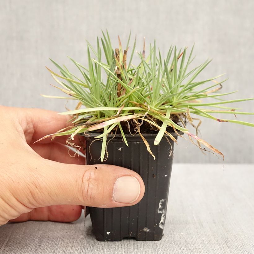 Spécimen de Dianthus plumarius Passion Hot Red - Œillet mignardise Godet de 8/9 cm tel que livré en été